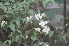 Philadelphus microphyllus madrensis