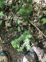 Taxus canadensis