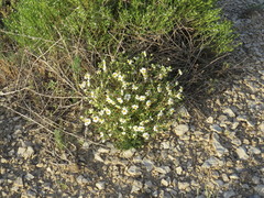 Melampodium leucanthum