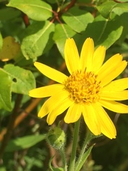 Arnica lanceolata prima