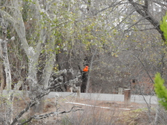 Pyrocephalus rubinus