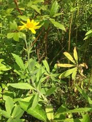 Arnica lanceolata prima