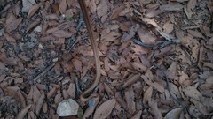 Pantherophis bairdi