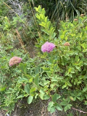 Spiraea splendens