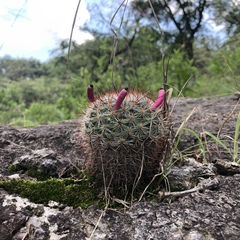 Mammillaria jaliscana jaliscana