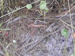 Libellula auripennis