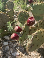 Opuntia rastrera