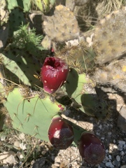 Opuntia rastrera