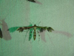 Dejongia lobidactylus