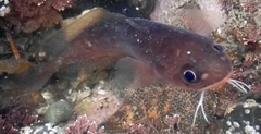 Pseudophycis breviuscula