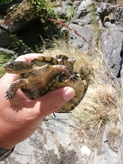 Actinemys marmorata marmorata