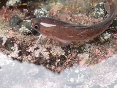 Pseudophycis breviuscula