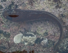 Pseudophycis breviuscula