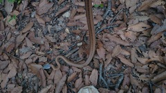 Pantherophis bairdi
