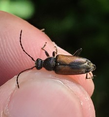 Brachyleptura brevis