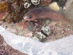 Pseudophycis breviuscula