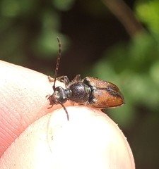 Brachyleptura brevis
