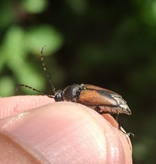 Brachyleptura brevis