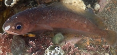 Pseudophycis breviuscula