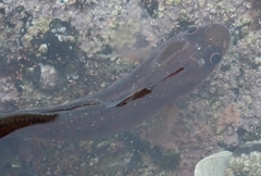 Pseudophycis breviuscula