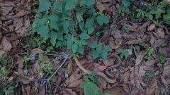 Pantherophis bairdi