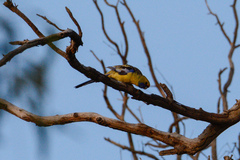 Platycercus elegans flaveolus