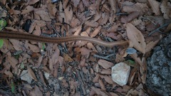 Pantherophis bairdi