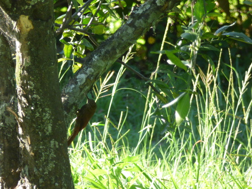 Lepidocolaptes souleyetii