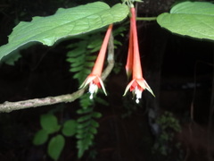 Fuchsia fulgens