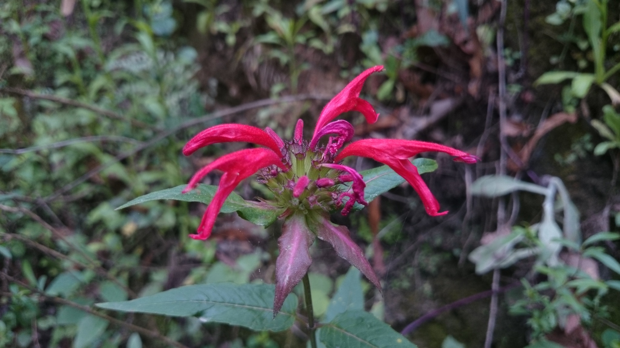 Monarda pringlei