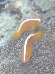 Amphiprion sandaracinos