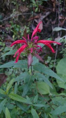 Monarda pringlei