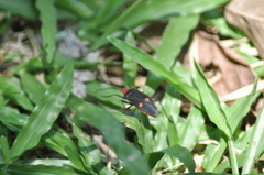 Pyrrhocoroidea
