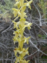 Platanthera michaelii