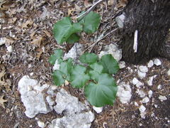 Cercis canadensis texensis