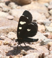 Alypiodes bimaculata