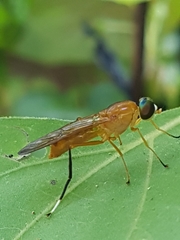 Ptecticus testaceus