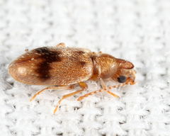 Notoxus desertus