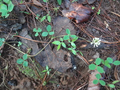 Trifolium amabile