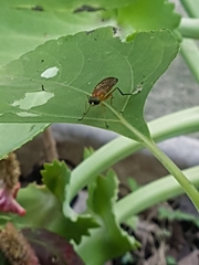 Ptecticus testaceus