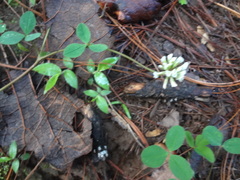 Trifolium amabile
