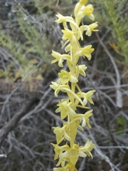 Platanthera michaelii
