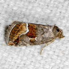 Deltote bellicula