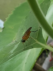 Ptecticus testaceus