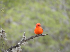 Pyrocephalus rubinus
