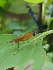 Ptecticus testaceus