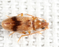 Notoxus desertus