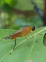 Ptecticus testaceus