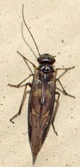 Elipsocus obscurus