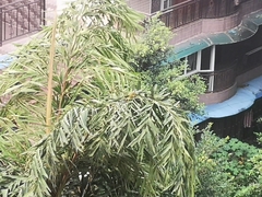 Spizixos semitorques